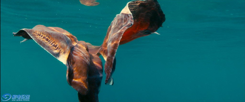 OCEANS.2010.BluRay.1080p.AC3.3Audio.x264-CHD.mkv_20120308_162410.218_С.jpg