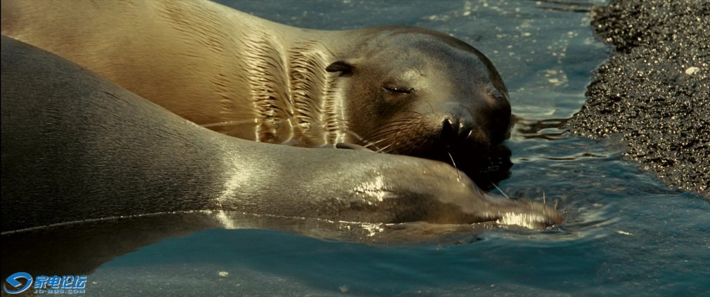 OCEANS.2010.BluRay.1080p.AC3.3Audio.x264-CHD.mkv_20120308_162552.406_С.jpg