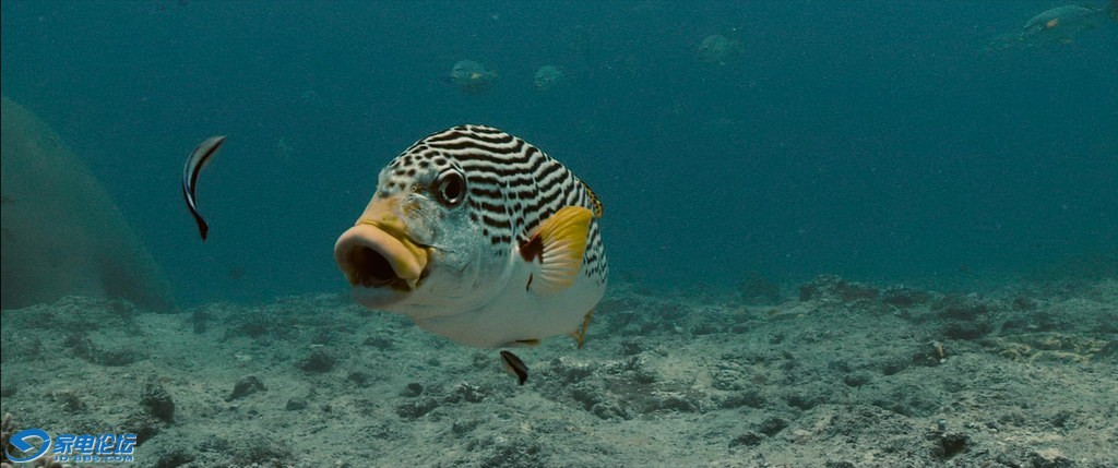 OCEANS.2010.BluRay.1080p.AC3.3Audio.x264-CHD.mkv_20120308_162704.171_С.jpg