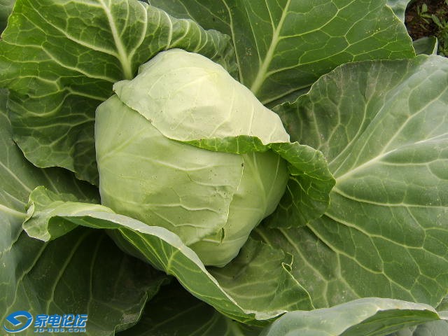 STA79004.JPG