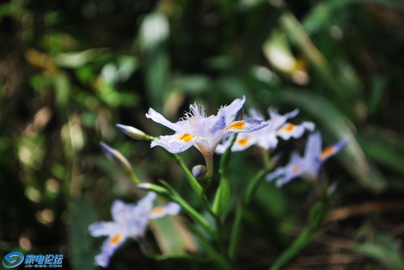 DSC_6920.JPG