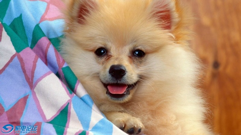 Cloth-and-dog_1920x1080.jpg