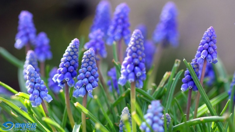 Grape-hyacinth-flowers_1920x1080.jpg
