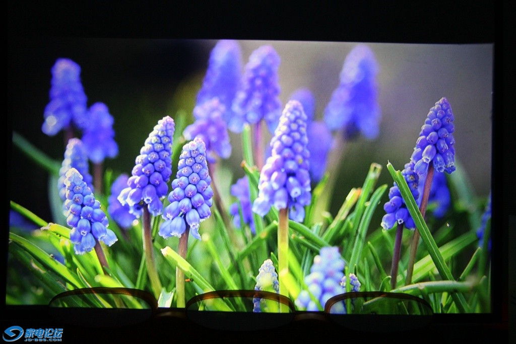 Grape-hyacinth-flowers_1920x1081.jpg