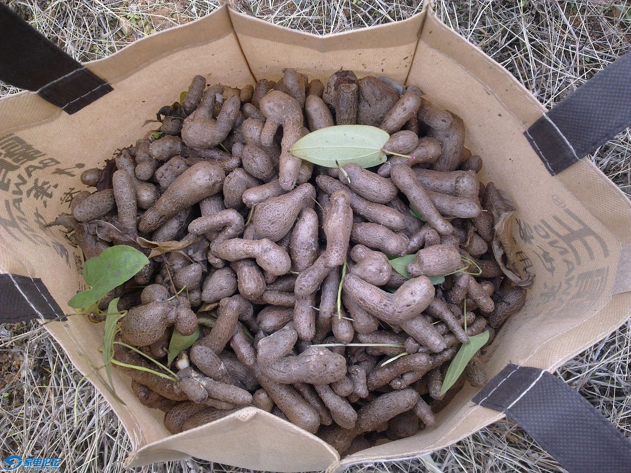 纯正山货,当地小品种,野生状态生长,山药豆山药籽,识货的进.