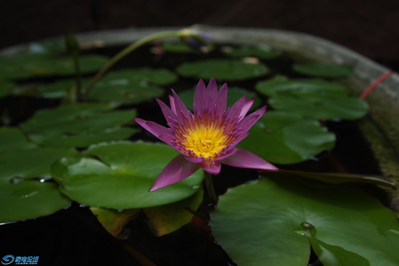 �����ĵ���Ƭ��ֻѹ����