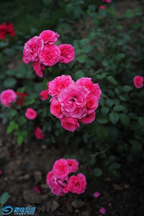 Skoparet 35/4(��ƬΪ��̳������