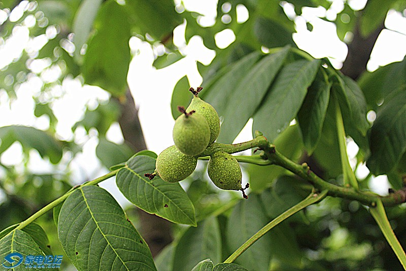 ��Ƭ 1055_����a.jpg