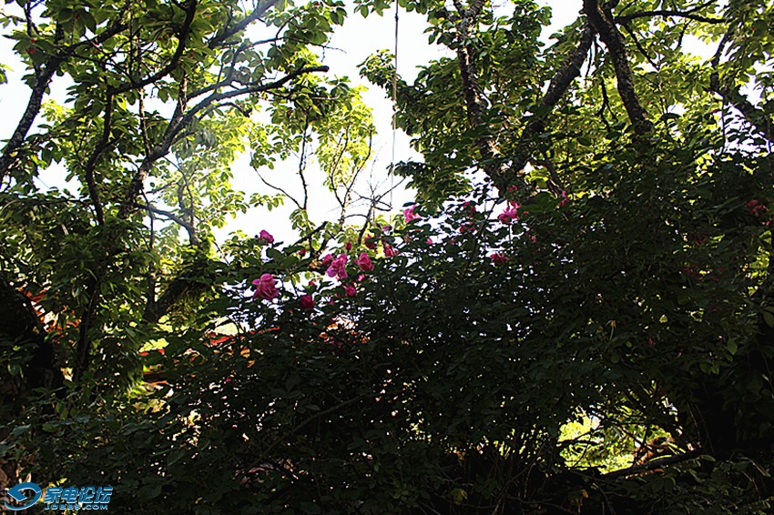 ��Ƭ 1539_����a.jpg