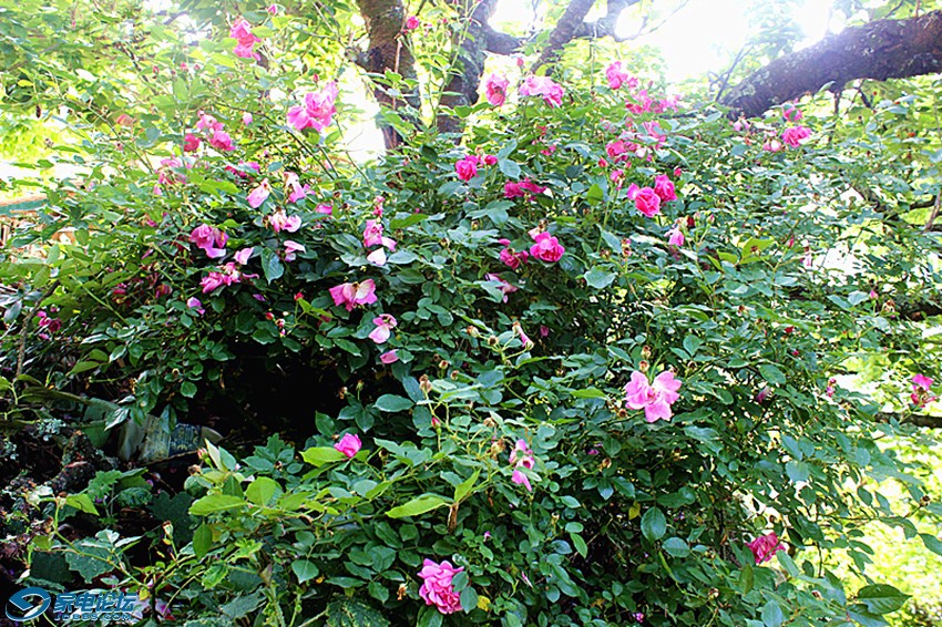 ��Ƭ 1142_����a.jpg