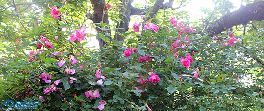 ��Ƭ 1143_����a.jpg