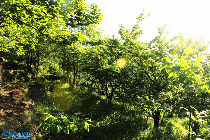 ��Ƭ 1528_����a.jpg