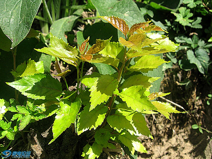 ��Ƭ 777_����a.jpg