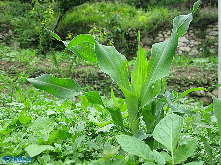 ��Ƭ 603_����a.jpg