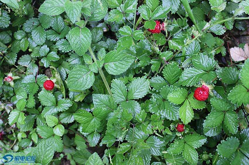 ��Ƭ 944_����a.jpg