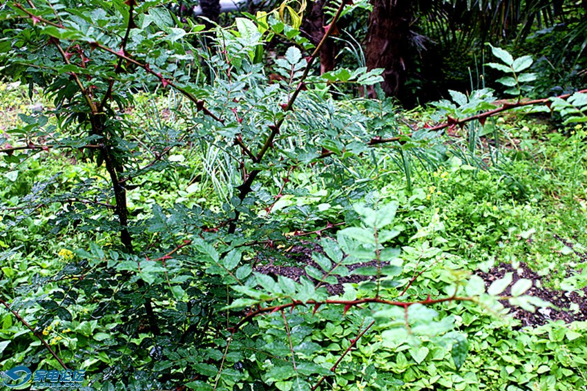 ��Ƭ 945_����a.jpg