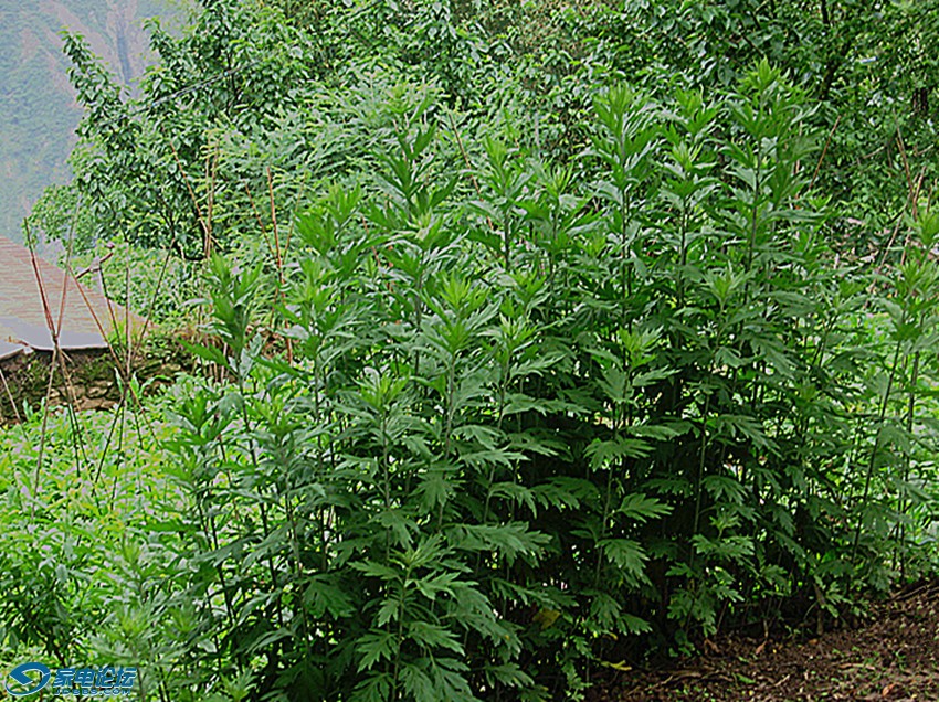 ��Ƭ 593_����a.jpg