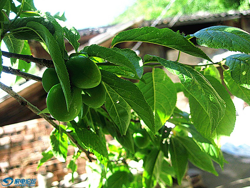 ��Ƭ 752_����a.jpg