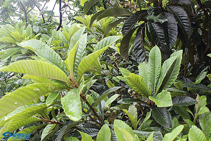 ��Ƭ 942_����a.jpg