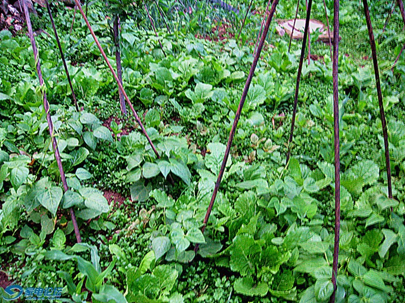 ��Ƭ 620_����a_����v.jpg