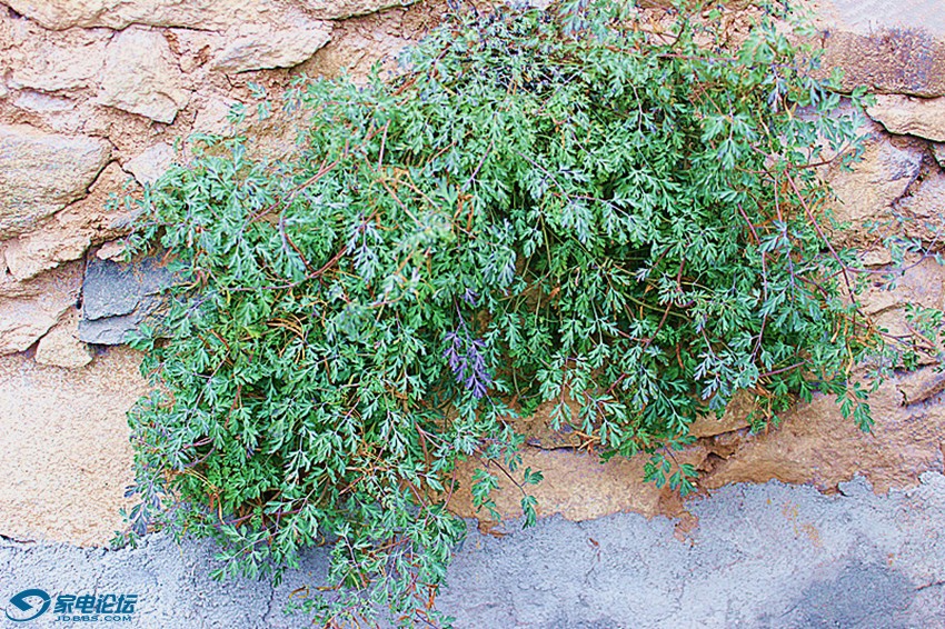 ��Ƭ 1086_����a.jpg