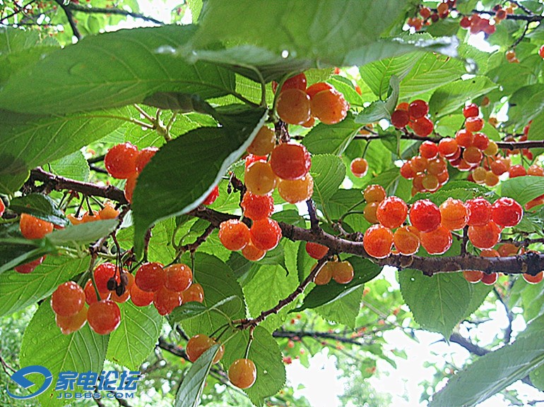 ��Ƭ 4363_����.jpg