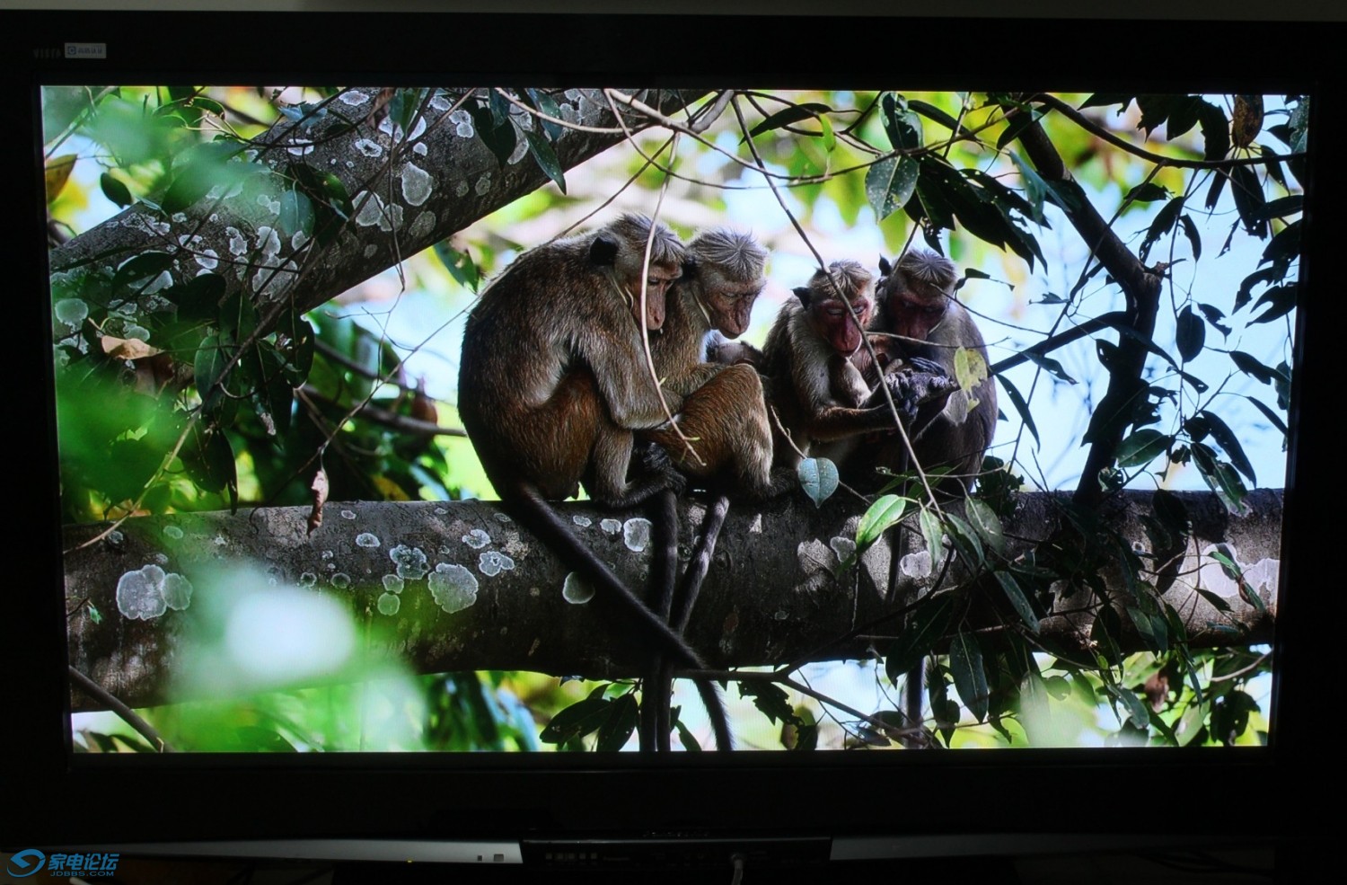 58pz880c,最后一次拍死猴子~~~_≡ 家电类≡_家用电器 (电视机专区)