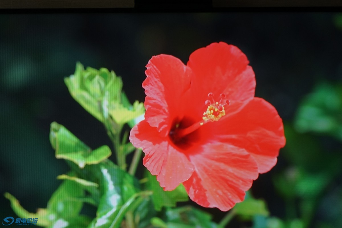 DSC00285.JPG