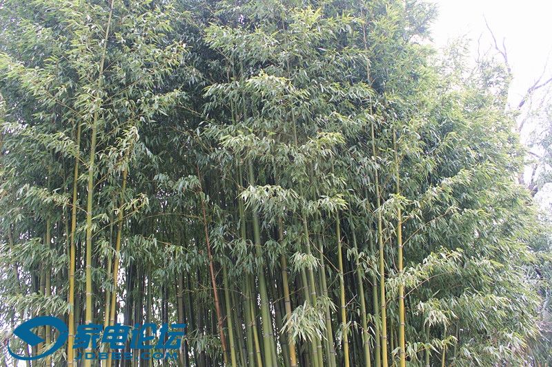 ��Ƭ 4257_����.jpg