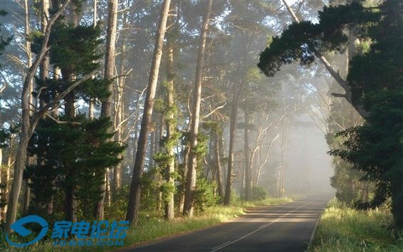 Road-forest-fog-morning_m.jpg