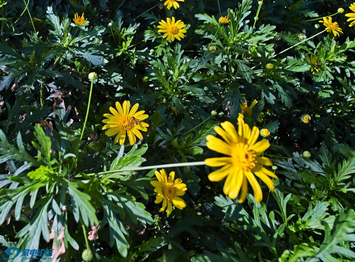CF026006-2-5.jpg