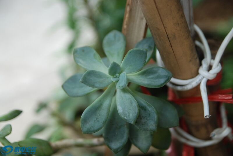 nEO_IMG_DSC_2571.jpg