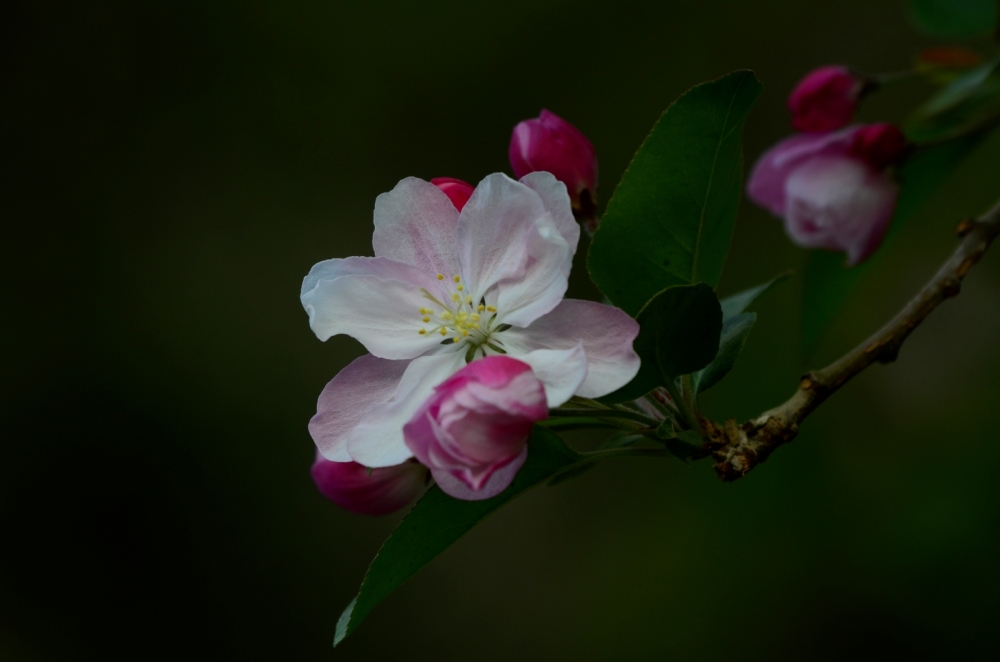 _DSC4536.JPG