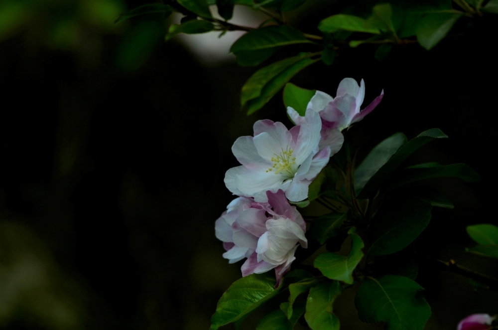 _DSC4537.JPG