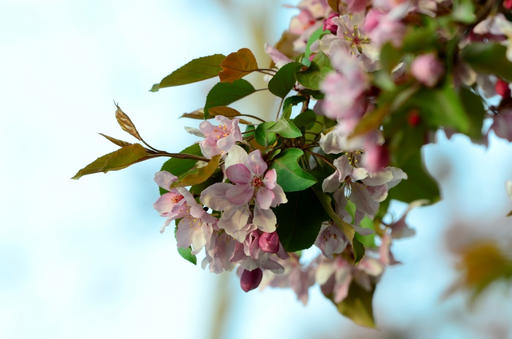 _DSC4560.JPG