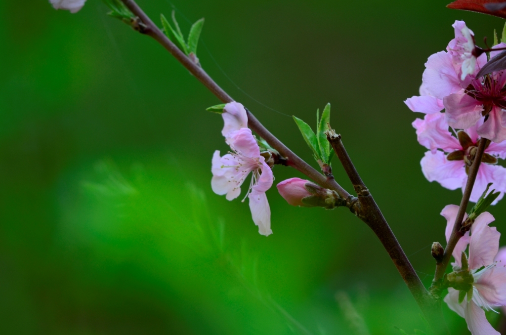_DSC4643.JPG