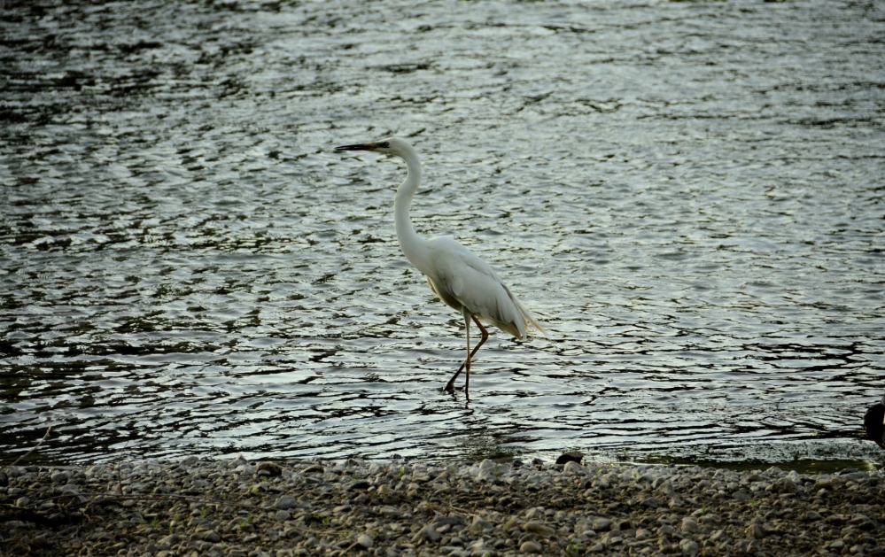 _DSC4831.JPG