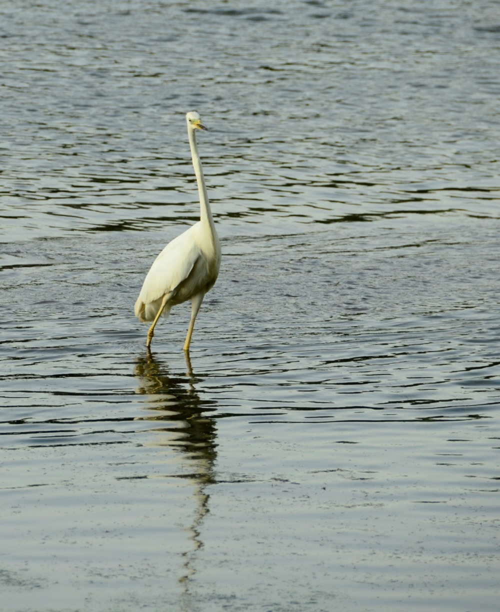_DSC4847.JPG