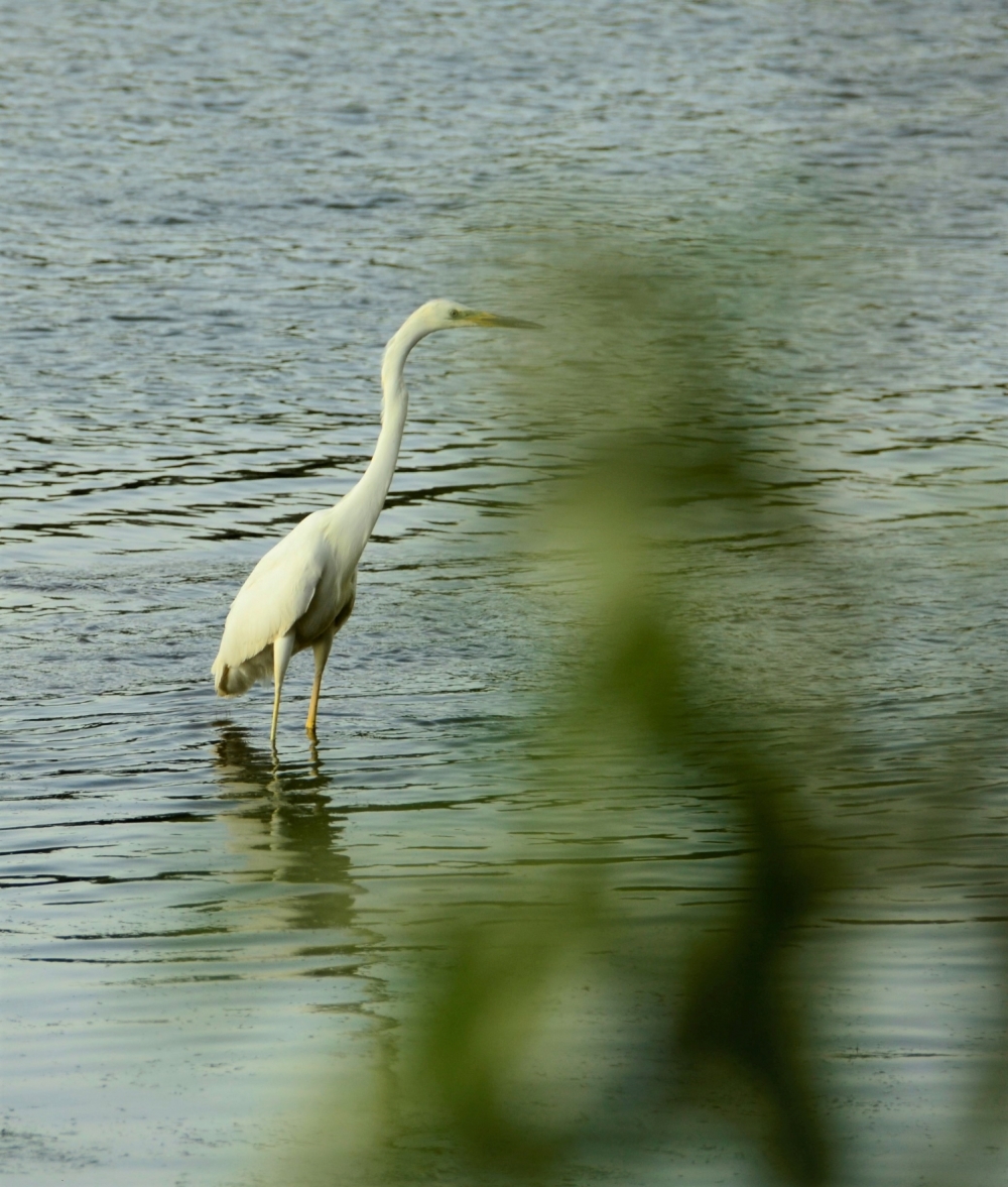 _DSC4848.JPG