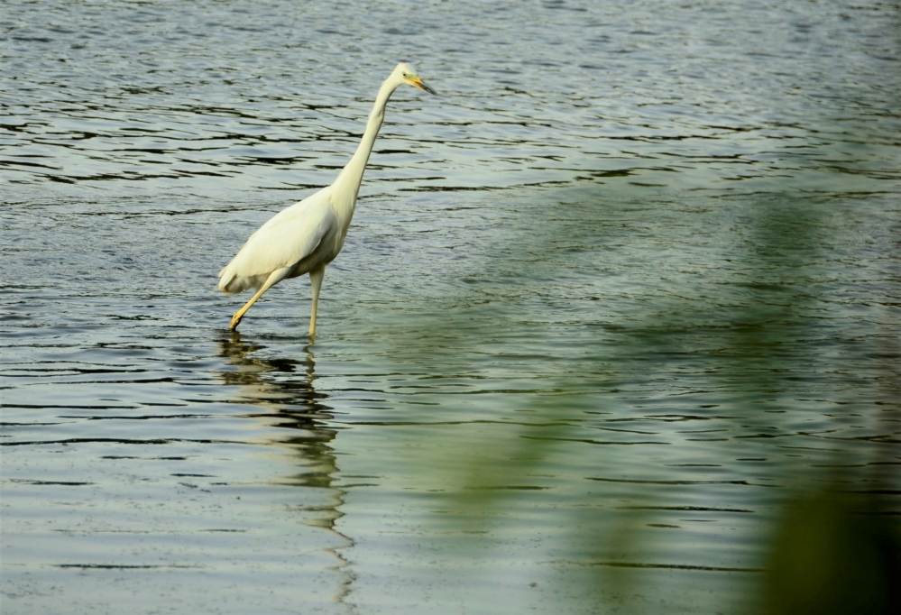 _DSC4850.JPG