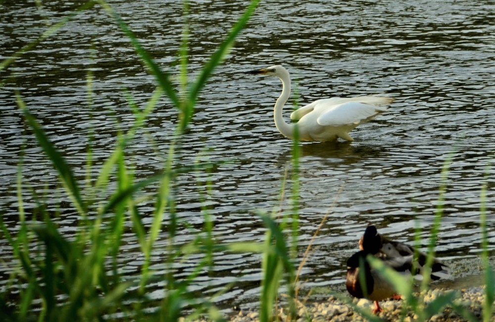 _DSC4887.JPG
