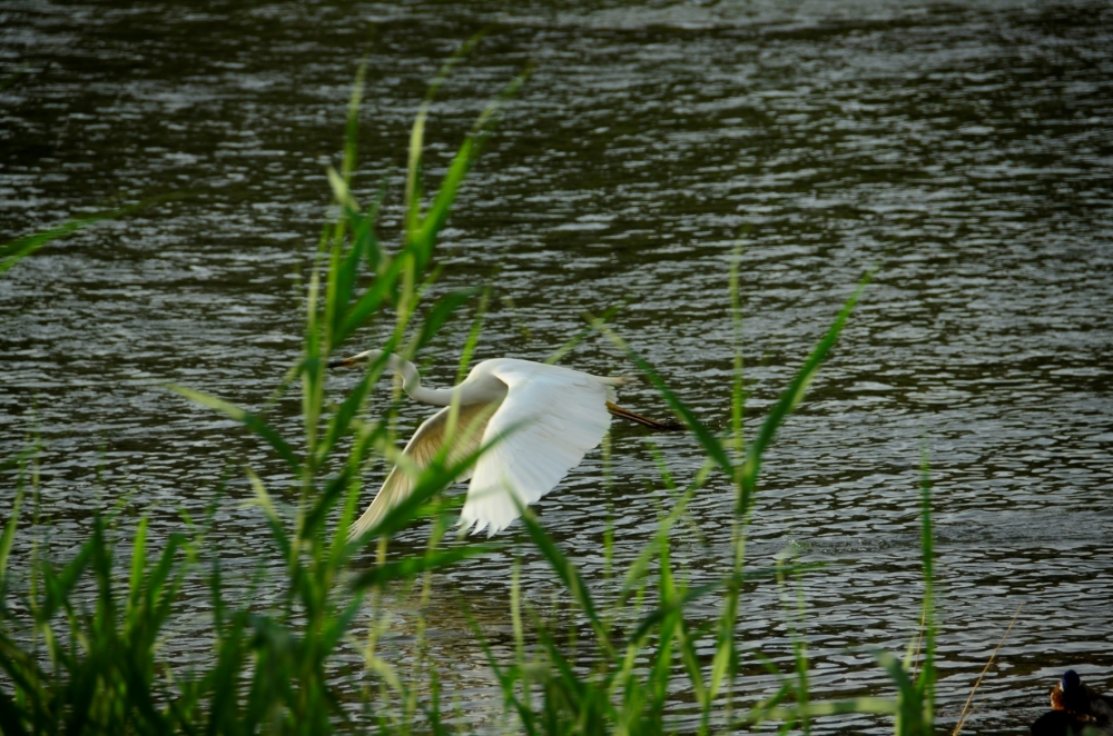 _DSC4888.JPG