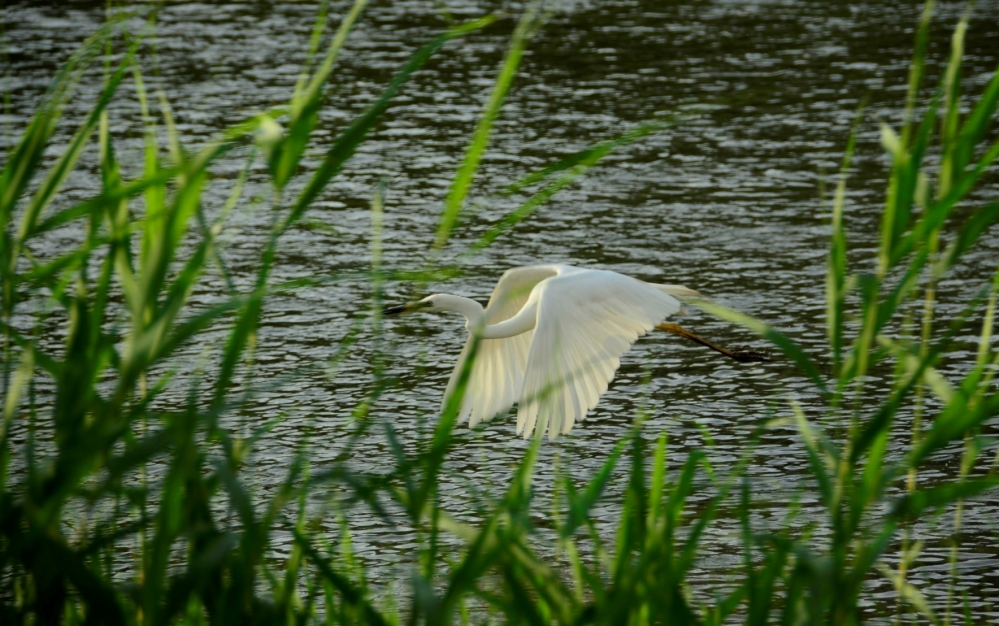 _DSC4889.JPG