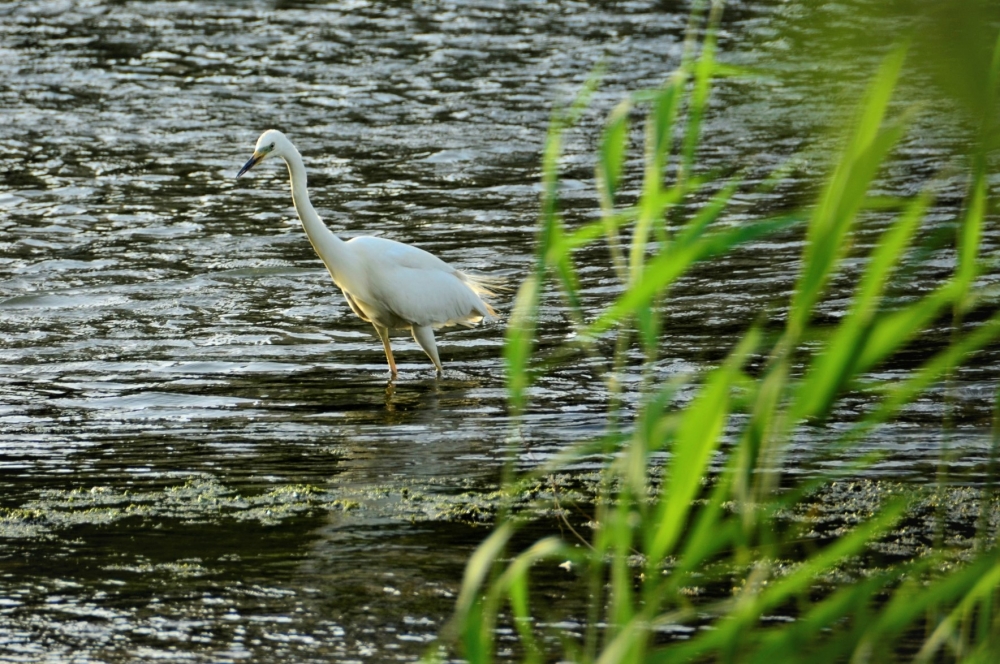 _DSC4894.JPG