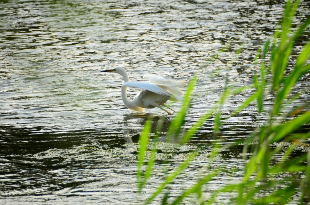 _DSC4900.JPG