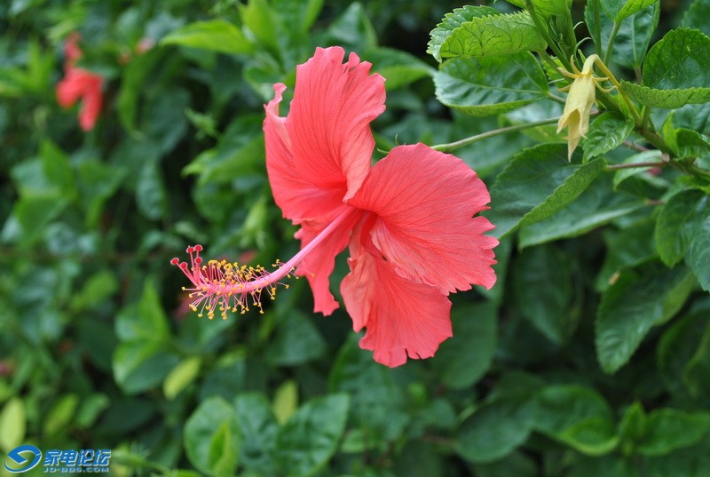 DSC_0098_С.JPG
