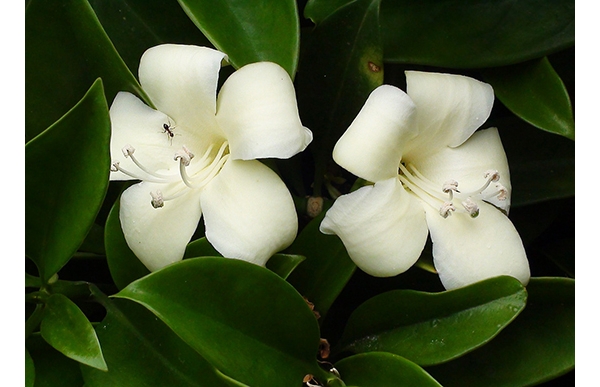 СʿڵġȻ ڶ